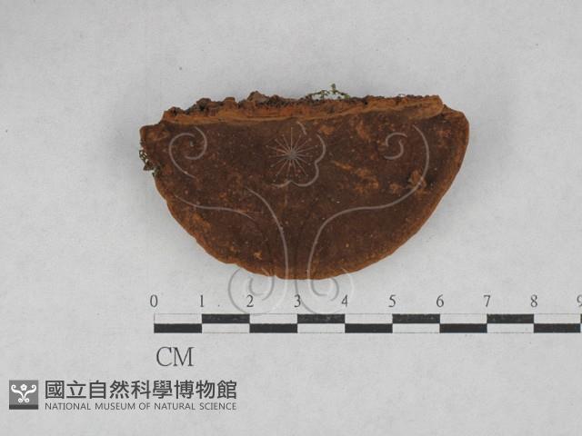 木層孔菌屬藏品圖，第3張