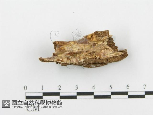 登錄號:F0020098藏品圖，第3張