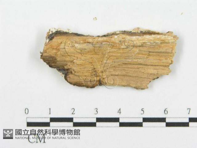 登錄號:F0006098藏品圖，第3張
