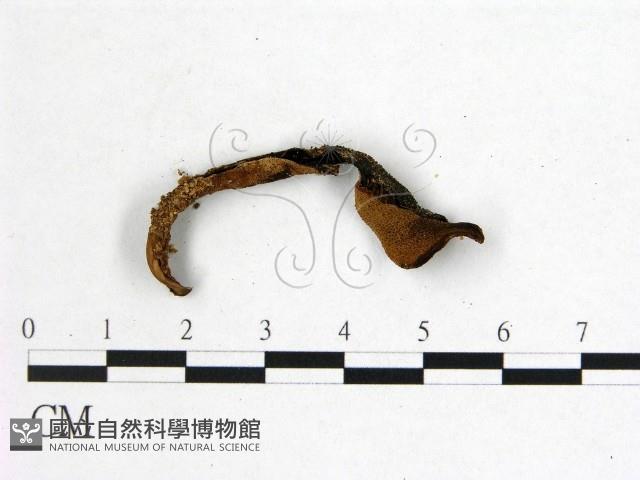 登錄號:F0016098藏品圖，第3張