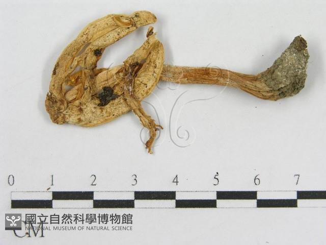 登錄號:F0002098藏品圖，第3張