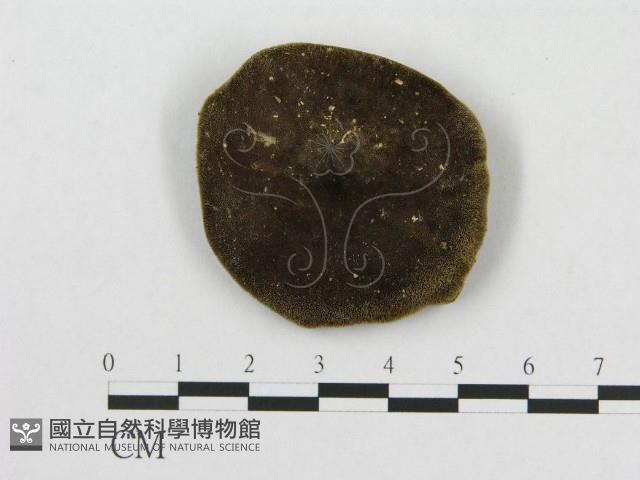 多孔菌屬藏品圖，第3張
