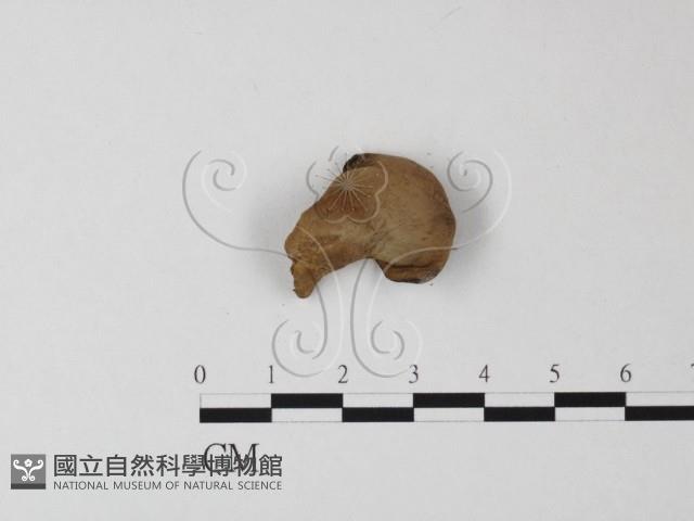 登錄號:F0017098藏品圖，第3張