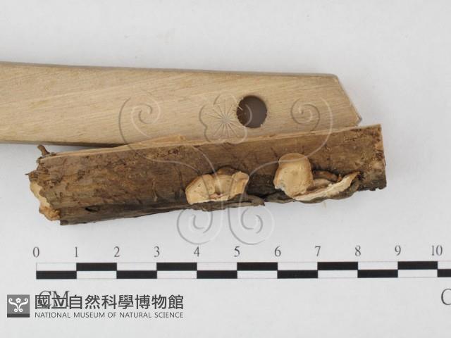 登錄號:F0025098藏品圖，第3張
