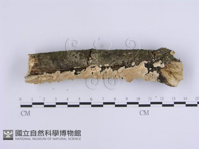 登錄號:F0015098藏品圖，第3張