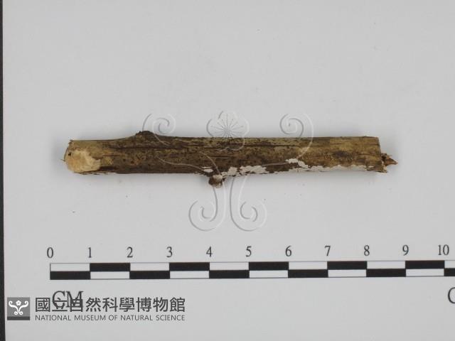 登錄號:F0009098藏品圖，第3張