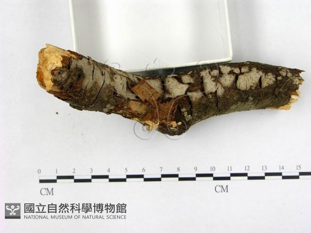 登錄號:F0003098藏品圖，第3張