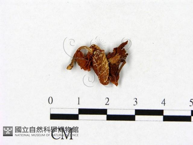登錄號:F0013098藏品圖，第3張