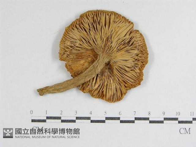 登錄號:F0008398藏品圖，第3張