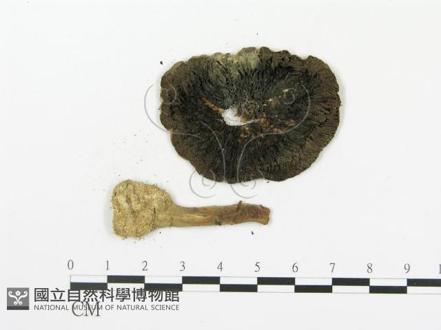 傘菌屬藏品圖，第3張
