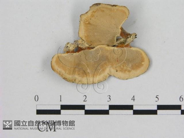 相鄰小孔菌藏品圖，第3張