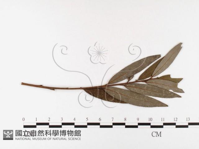 登錄號:F0026398藏品圖，第1張