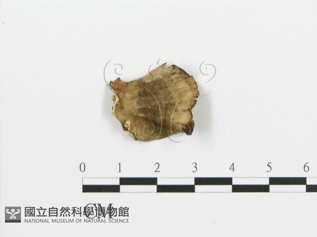 煙管菌藏品圖，第3張