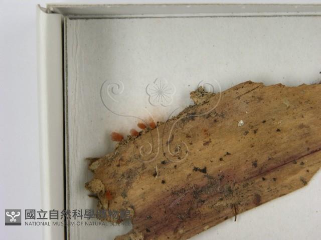 登錄號:F0021398藏品圖，第3張