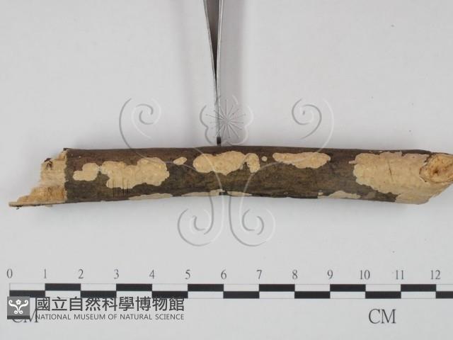 登錄號:F0001398藏品圖，第3張
