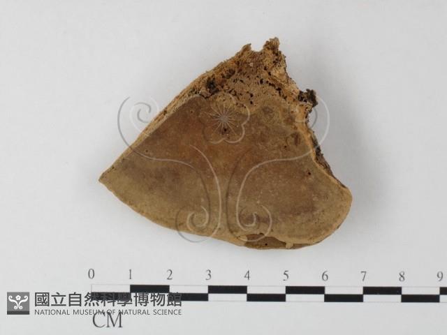 登錄號:F0011398藏品圖，第1張
