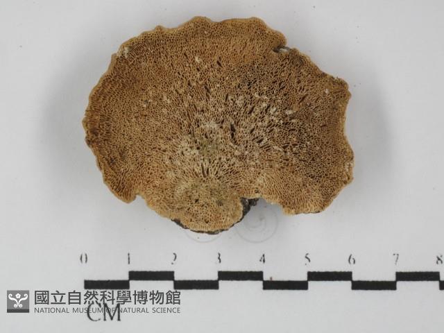 偏腫栓菌藏品圖，第3張