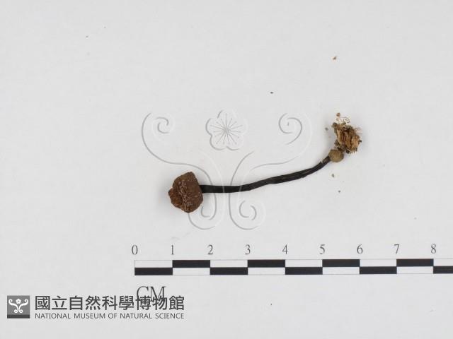 登錄號:F0024398藏品圖，第3張