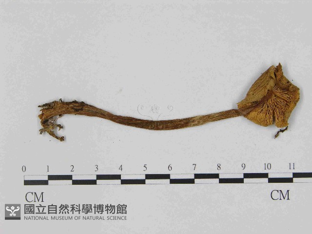 登錄號:F0014398藏品圖，第3張