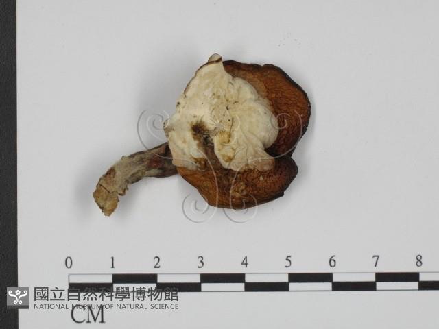 登錄號:F0012398藏品圖，第3張
