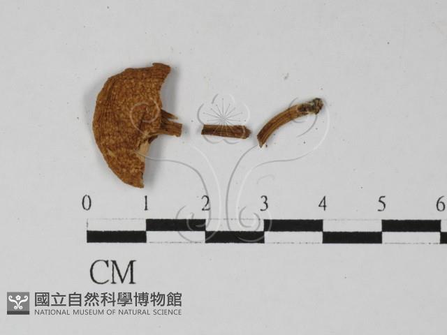 登錄號:F0027398藏品圖，第3張