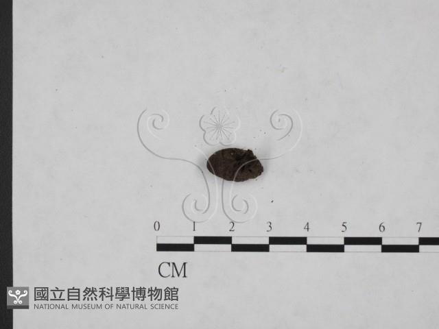 登錄號:F0007398藏品圖，第3張