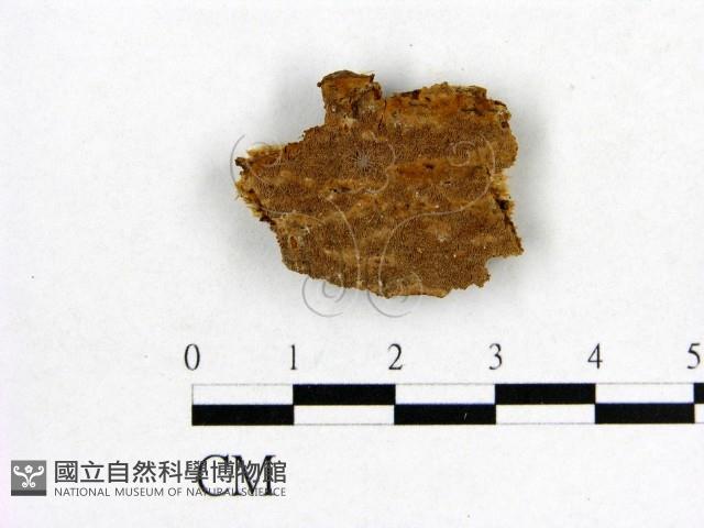 登錄號:F0017398藏品圖，第1張