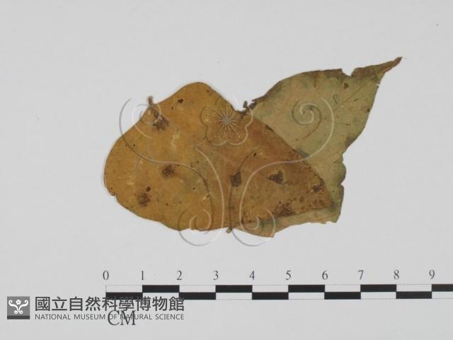 登錄號:F0019398藏品圖，第3張