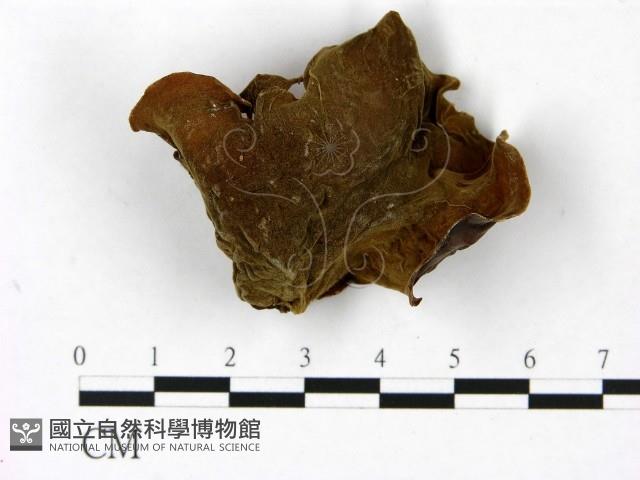 毛木耳藏品圖，第3張