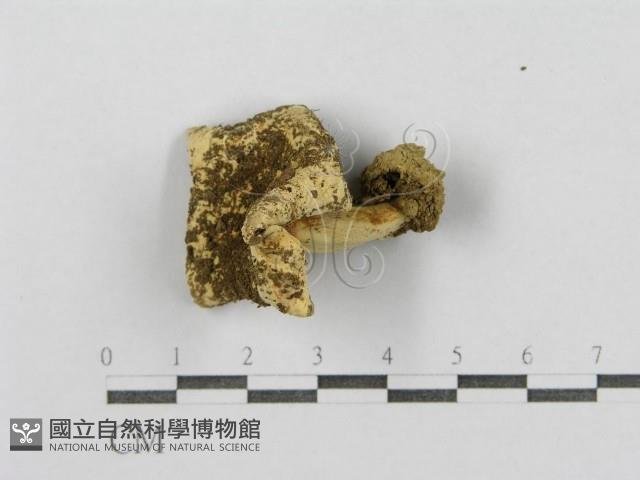 登錄號:F0003398藏品圖，第3張