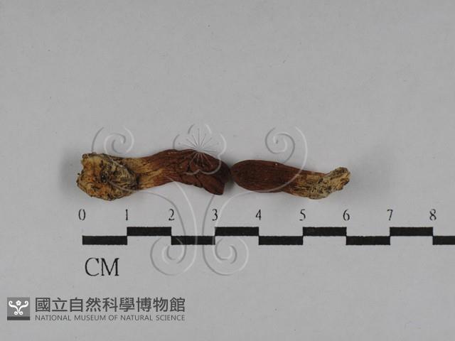 登錄號:F0020288藏品圖，第1張