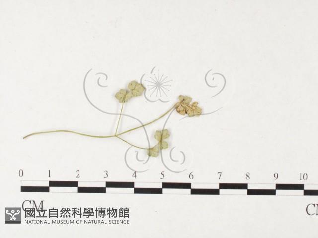 登錄號:F0026288藏品圖，第1張