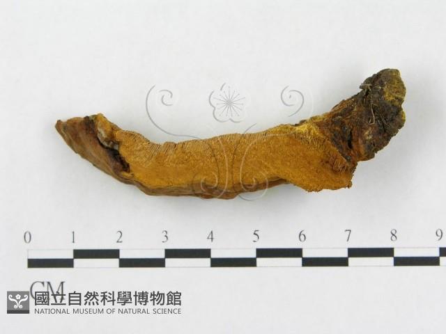 登錄號:F0006288藏品圖，第1張