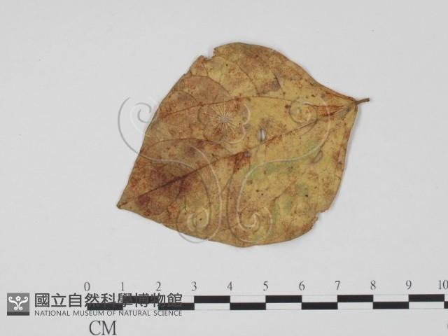 登錄號:F0021288藏品圖，第3張