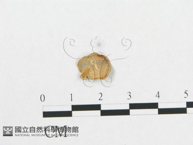 多孔菌屬藏品圖，第3張