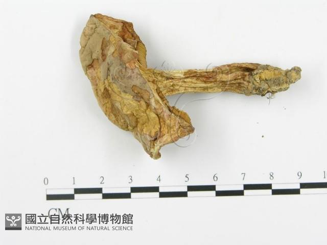 登錄號:F0014288藏品圖，第3張