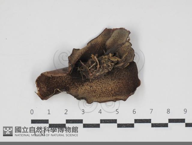登錄號:F0034288藏品圖，第3張