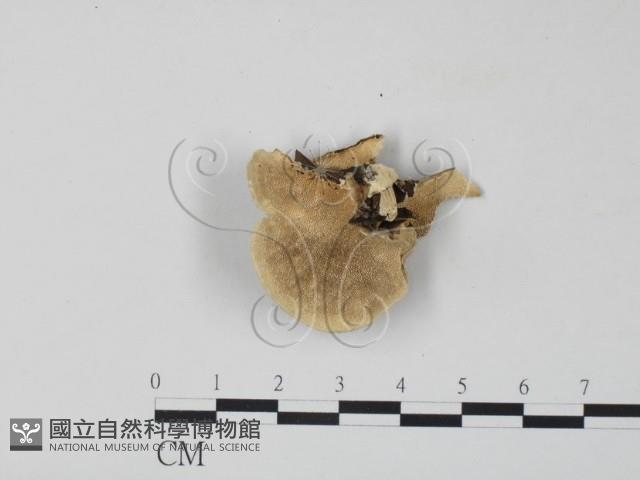 雲芝藏品圖，第3張