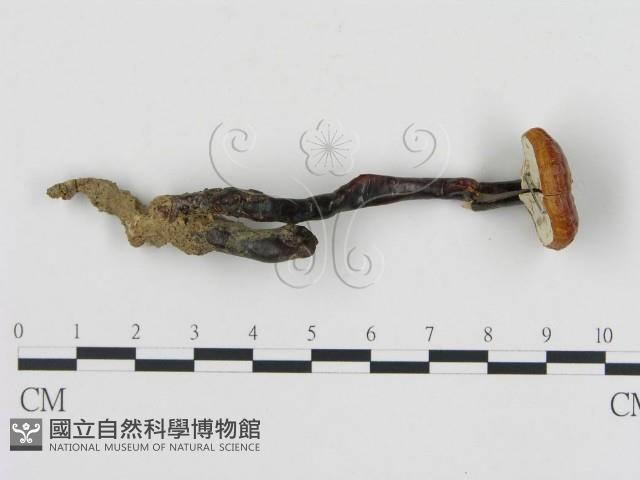 登錄號:F0002288藏品圖，第3張