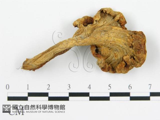 登錄號:F0012288藏品圖，第3張