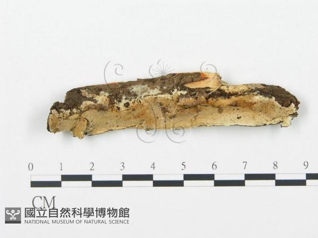 登錄號:F0017288藏品圖，第1張
