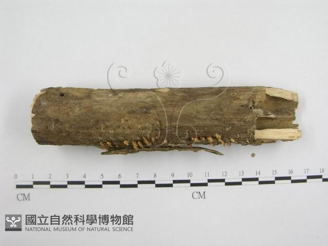 登錄號:F0005288藏品圖，第3張