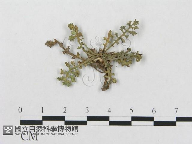 登錄號:F0019288藏品圖，第1張