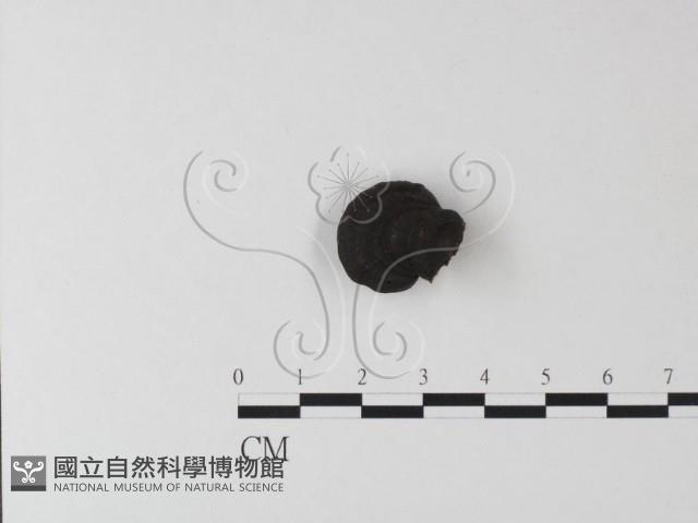 靈芝屬藏品圖，第3張
