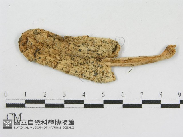 登錄號:F0003288藏品圖，第3張