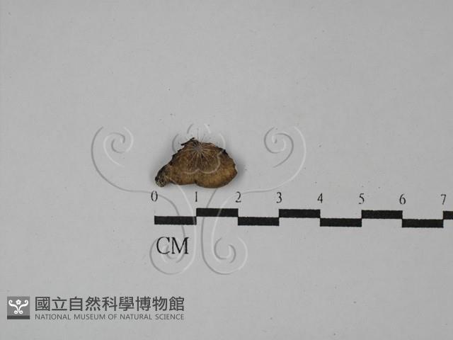 寡孔菌屬藏品圖，第3張