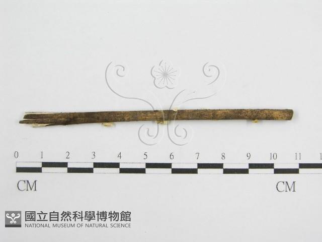 微皮傘屬藏品圖，第3張