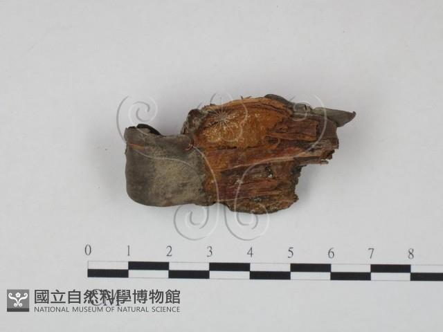 木層孔菌屬藏品圖，第3張