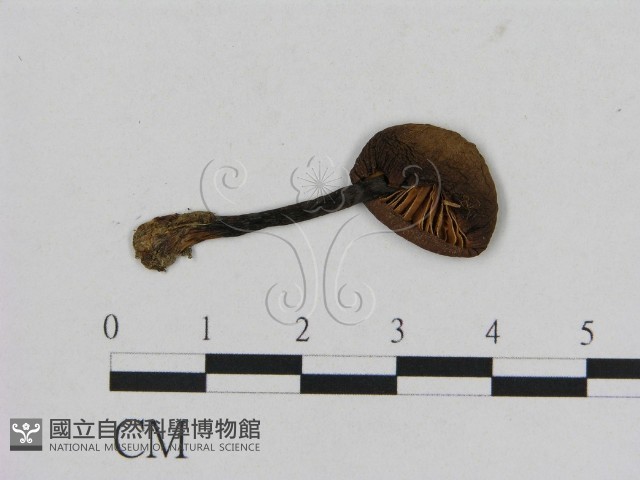 登錄號:F0001888藏品圖，第3張