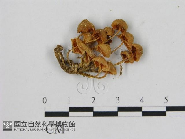 小菇屬藏品圖，第3張